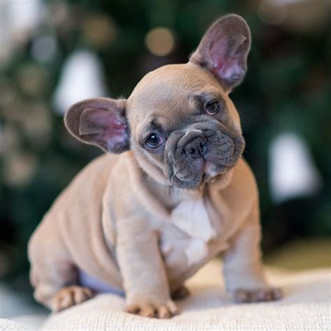Ever wondered why english bulldog puppies cost so much? Blue Fawn French Bulldog Health Issues | French Bulldog