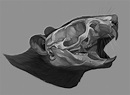 Anatomic Study: Rat's Skull on Behance