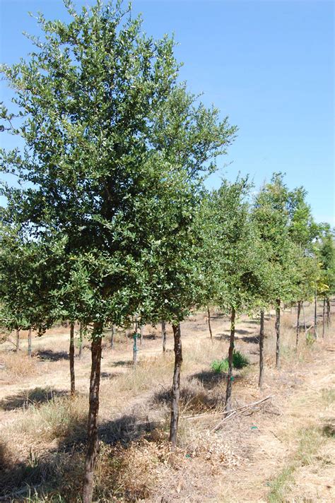 Live Oak Quercus Virginiana Landgraf Trees Landgraf Farms