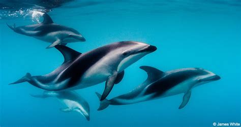 Seven Dolphin Species To Celebrate On National Dolphin Day