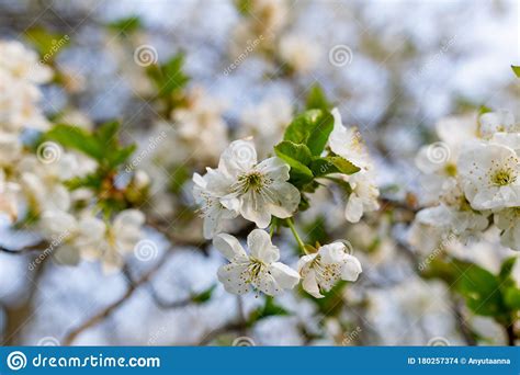 There Are Many White Flowers On The Cherry Tree Fluffy Delicate Petals