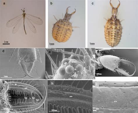 Morphology Surface Structure And Sensory Receptors Of Larvae Of Cueta Lineosa Rambur