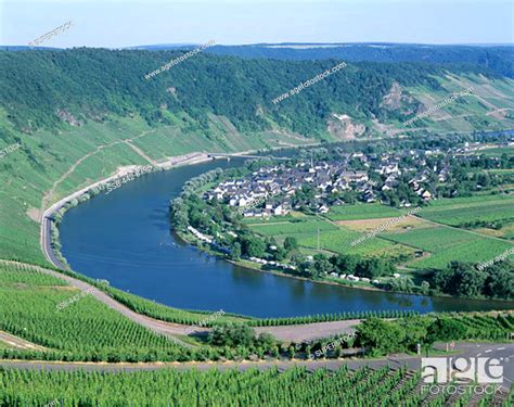 Vineyards And Mosel River Krov Mosel Valley Rhineland Germany