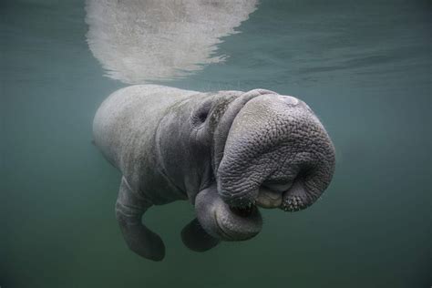 10 Amazing Facts About Manatees
