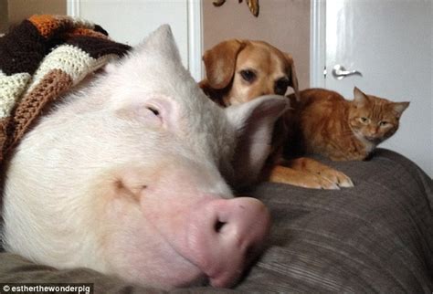 Cute Photos Of Puppies And Pigs The Only Way To Celebrate National Pig