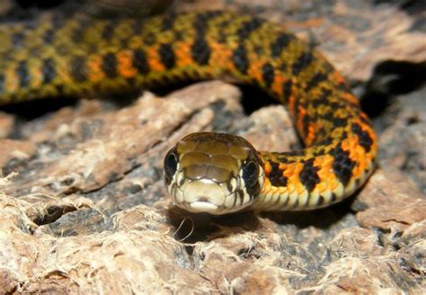 rhabdophis tigrinus lateralis photo reptarium