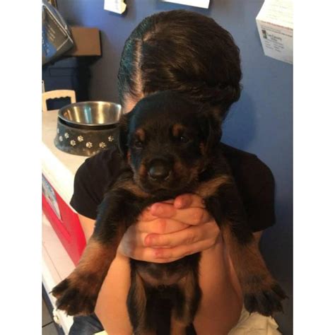 If you are looking to adopt or buy a rottie take a look here! German rottweilers puppies for sale - 6 Available in Fort ...