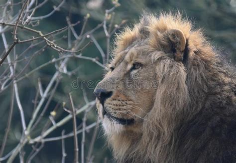 Majestic Male Lion Face Closeup Stock Photo Image Of