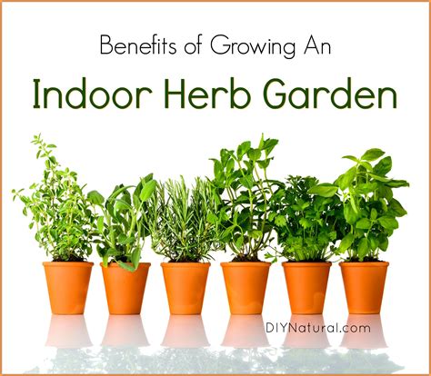 Indoor Herb Garden 5 Reasons You Should Be Growing Herbs Indoors