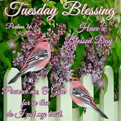 Tuesday Blessing Pictures Photos And Images For Facebook Tumblr
