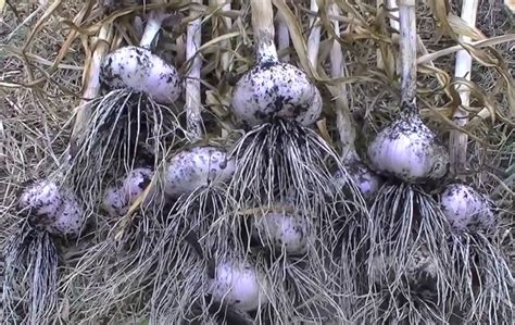 Cara menanam bawang putih bisa dilakukan melalui pot maupun polybag, namun juga bisa ditanam pada lahan. CARA MENANAM / BUDIDAYA BAWANG PUTIH DI POT /POLIBAG ...