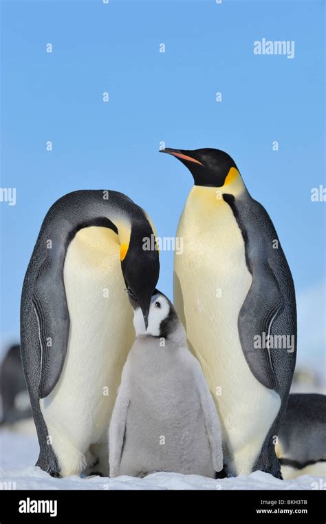 Emperor Penguin Feeding Chick Hi Res Stock Photography And Images Alamy