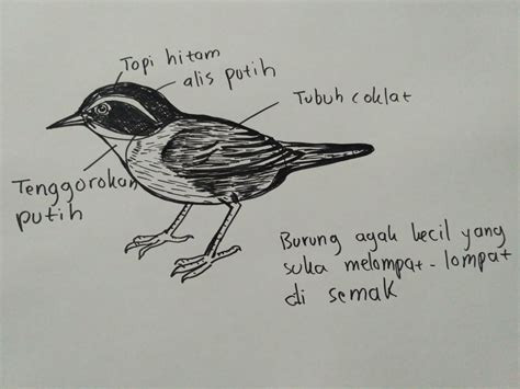 Cara Membuat Sketsa Burung Edubio