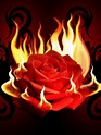 10 best rose. --- .fire images on Pinterest | Beautiful pictures ...