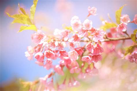Pink Cherry Blossoms Against A Blue Sky Stock Image Image Of Cherry