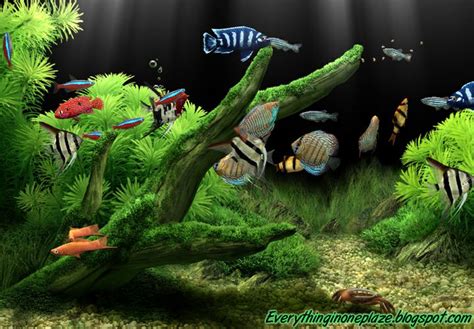 Free Fish Tank Wallpaper Screensavers Wallpapersafari