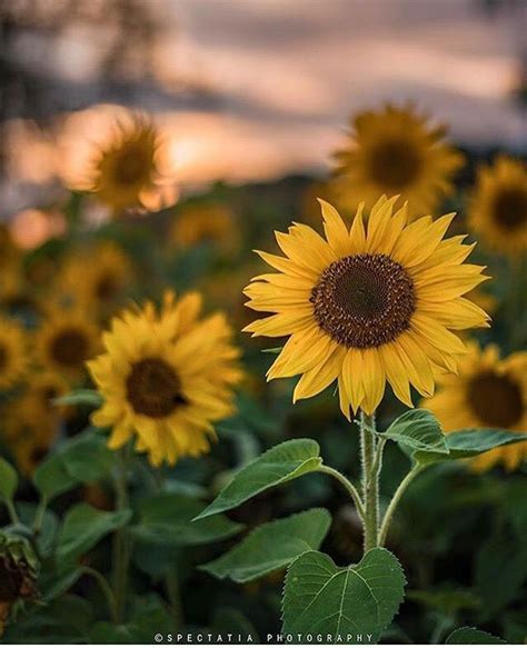 The Sunflowers Are Blooming In The Field At Sunset With One Large