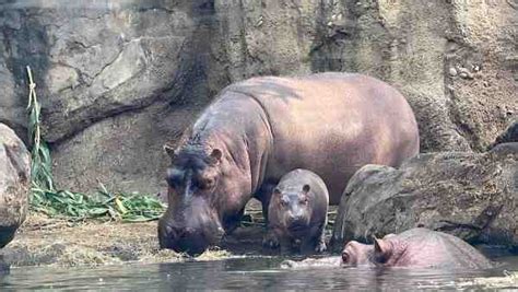 Hippo Life Cycle What Is The Lifespan Of A Hippo