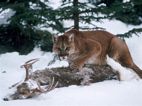 Cougar Standing Atop Its Deer Kill Rnatureismetal