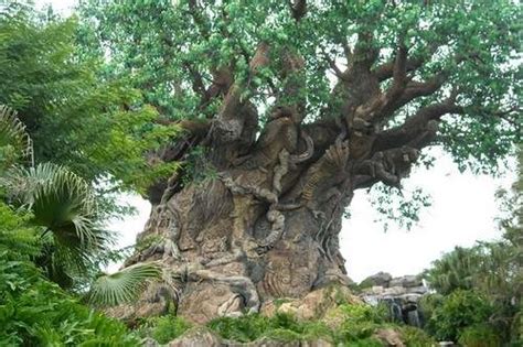 10 Most Popular Trees Around The World Glitzyworld