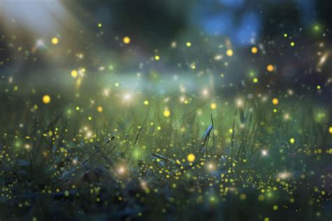 Experience The Magical Firefly Swarms In The Great Smoky Mountains