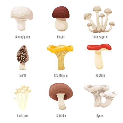 Fungi Definition Characteristics Classification Uses Geeksforgeeks