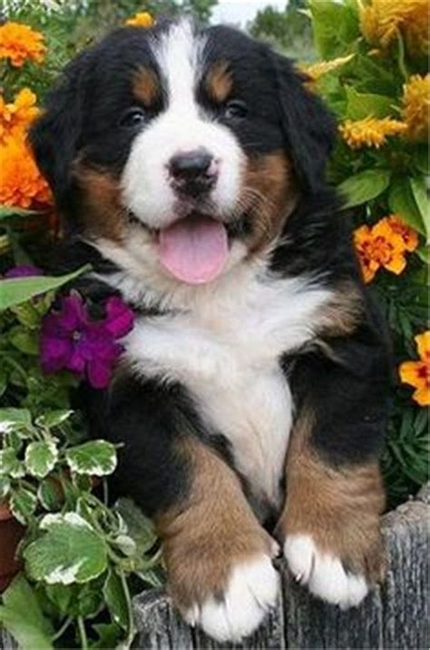 79 Bernese Mountain Dog With Baby Picture Bleumoonproductions