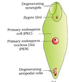 Maturation (figure 1h), double fertilization, and endosperm and embryo formation (figure 11). Draw a schematic labelled diagram of fertilized embryo sac ...