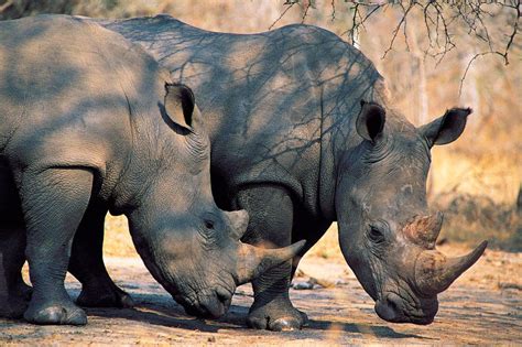 Rinoceronte Negro Africano Extinto Imágenes Y Fotos