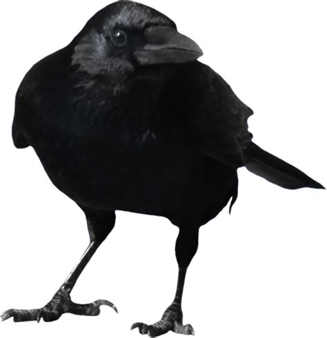 Standing Crow Png Image Purepng Free Transparent Cc Png Image Library