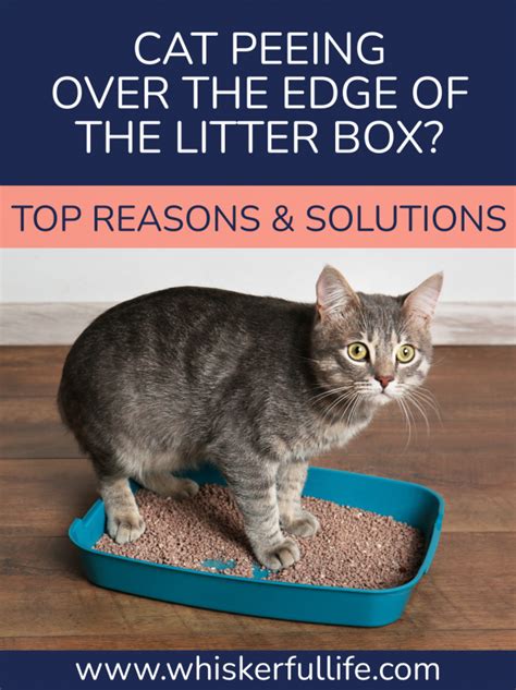 Litter Box For Cat That Pees Over The Side