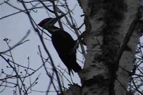 a weasel rides on a flying woodpecker [video]