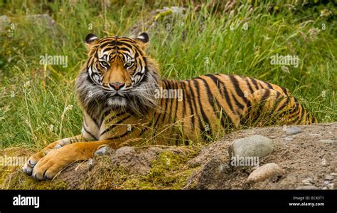 A Critically Endangered Sumatran Tiger Stock Photo Alamy