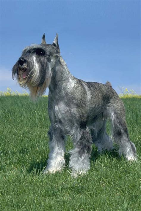 From the paper format to the latest digital format, it delivers the most updated news to readers round the clock, all at no cost. Standard Schnauzer Info, Temperament, Puppies, Pictures