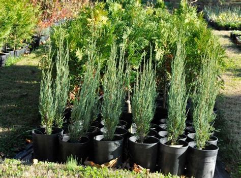 What sets them apart is their width. Skyrocket Juniper - Whistle Hill Nursery