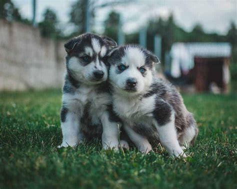 25 Essentials For Husky Puppies Your Dog Advisor