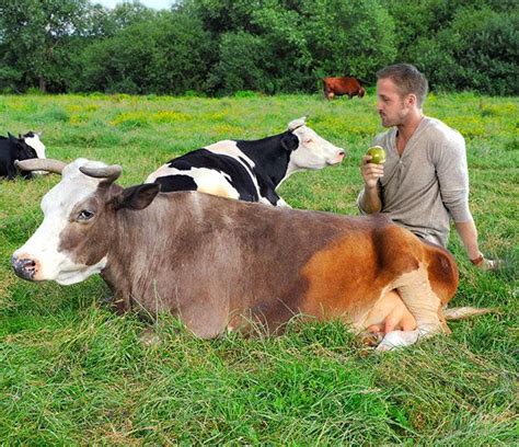 Ryan Gosling Wants To Save All The Cows Animal Lover Animal Stories Cow