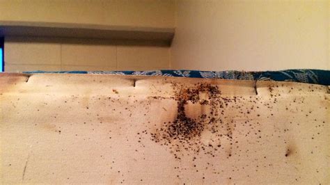 Apartment Bed Bug Epidemic Leads To Plea For Donations