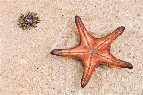 Brigth Starfish And Sea Urchin Stock Image Image Of Beautiful