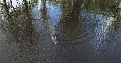 Alligator Kills Woman Walking Dog In South Carolina Police Huffpost