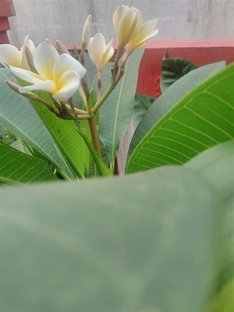 Gambar Ilustrasi Bunga Kamboja Gambar Bunga