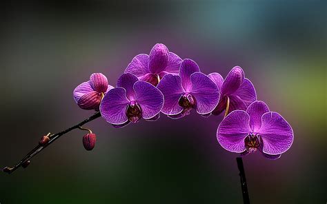 Purple Moth Orchid Flowers Orchids Plants Hd Wallpaper Wallpaper Flare