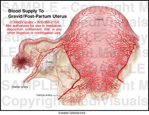 Blood Supply To Gravidpost Partum Uterus Medical Illustration