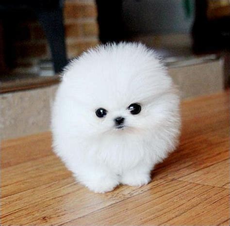 Cute Pomeranian Puppies For Adoption White Cute Puppy Like A Fluffy