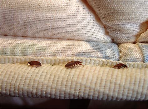 Why Bed Bugs Are Bad And Harmful New York City