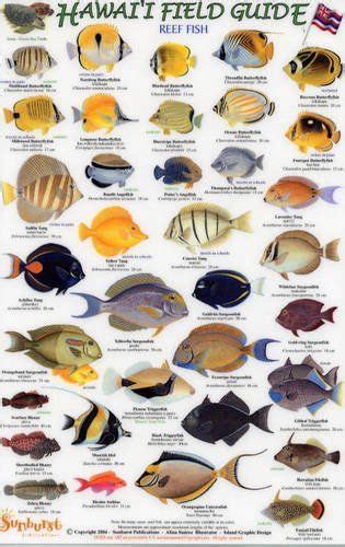 Types Of Fish In Hawaii Fishing Info