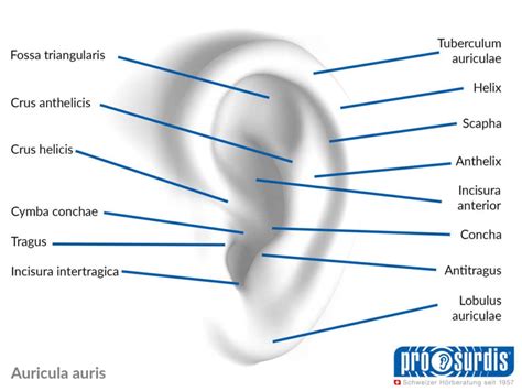 Unser Ohr Anatomie And Physiologie Die Experten Für Besseres Hören In