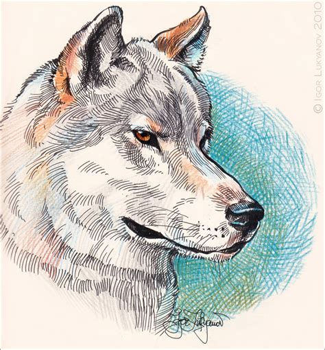 In this class we will draw a wolf. Drawing Sketch a Day by Igor Lukyanov: October 2010