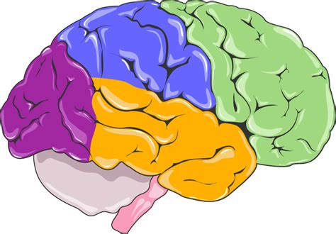 Brain Central Nervous System Neurology Human Body Brain Png Download