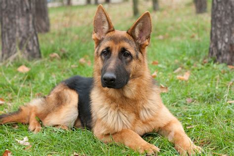 Why Do German Shepherds Whine So Much 5 Reasons